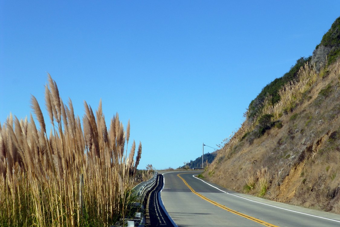 Sea oats grow everywhere along the roadway and dunes and even on the steep hillside. 