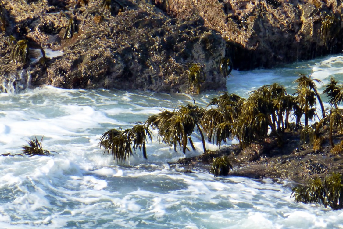 Zooming in, they appear to be one foot high palm trees. Still not sure what they are.