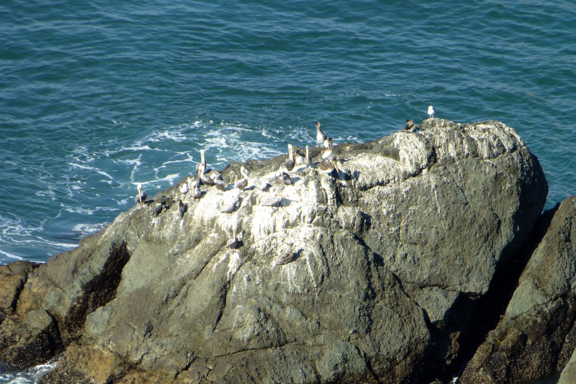 On the west side of the Marin Headlands we found this island populated with pelicans in Rodeo Lagoon.