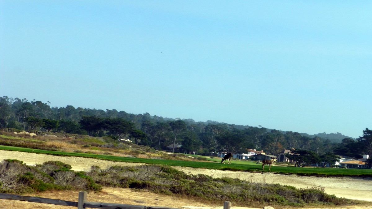 I caught these two deer grazing on this fairway of Pebble Beach Golf Course.