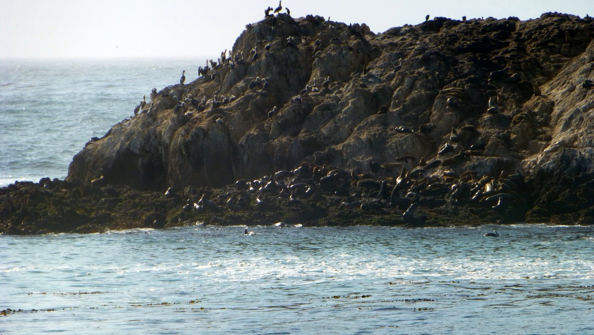 This island off of the 17 Mile Drive was the home of birds and typically noisy sea lions.