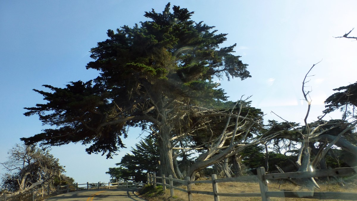 An interesting cypress tree along the 17 mile drive.