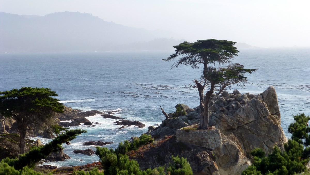 The Lone Cypress -<wbr> one of the most photographed trees in the US. It has survived fires and storms for possibly as along as 250 years!