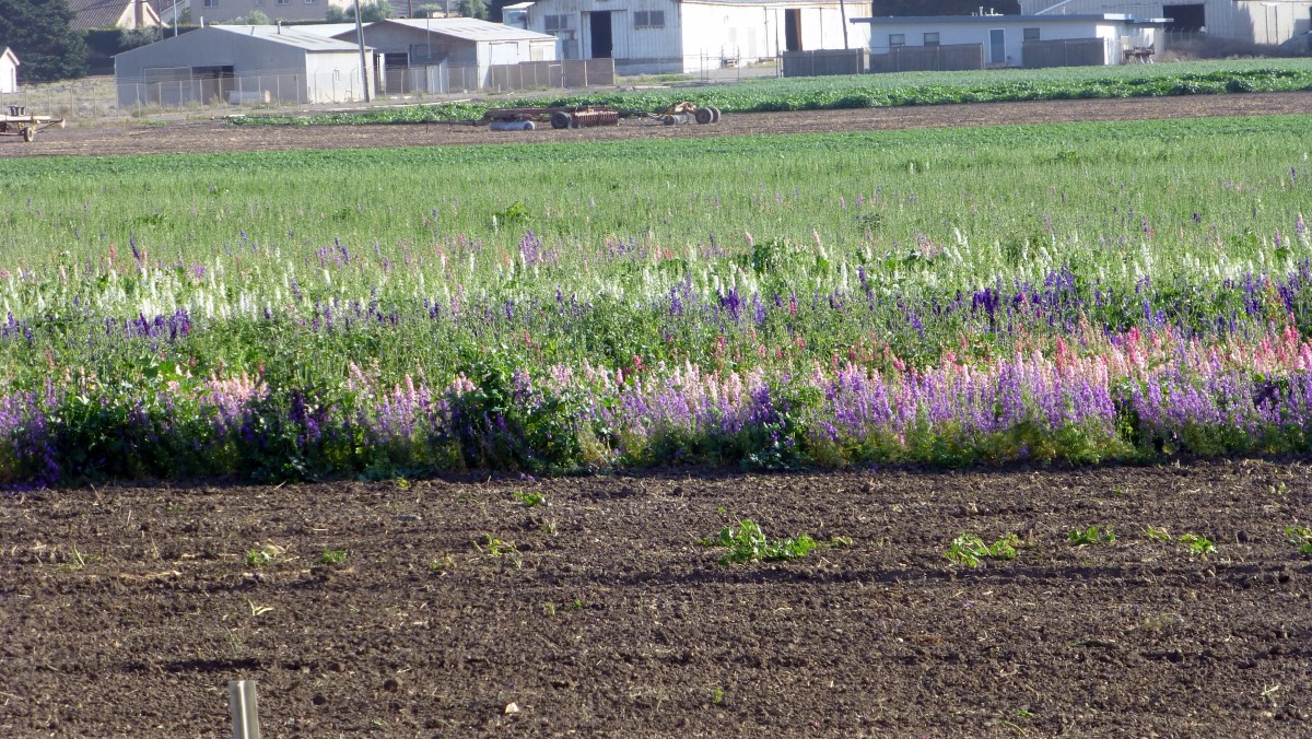 Lompoc Valley is known as the “Valley of Arts and Flowers”. Flowers are in bloom throughout the valley from April through September. Unfortunately, we arrived a little late.