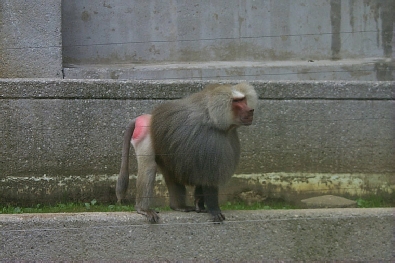 Mr. Baboon