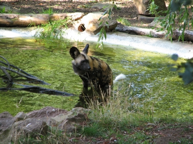 Painted African Dogs at the Edinburgh Zoo