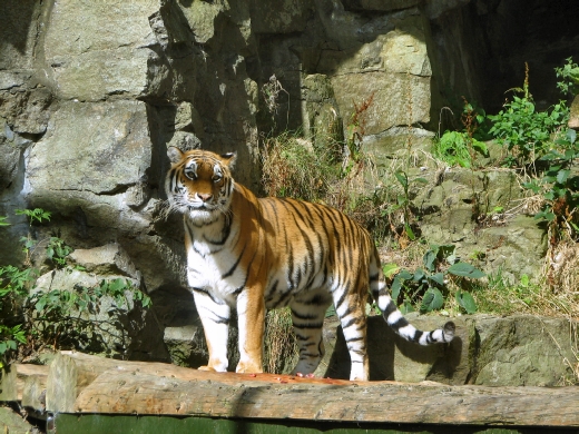 Tiger at the Edinburgh Zoo