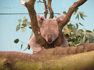 A Chap from Down Under at the Edinburgh Zoo