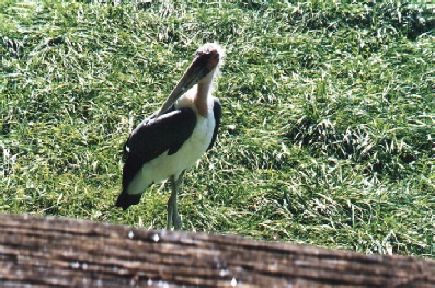 Old Man Maribo Stork