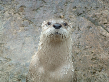 Mischief the River Otter