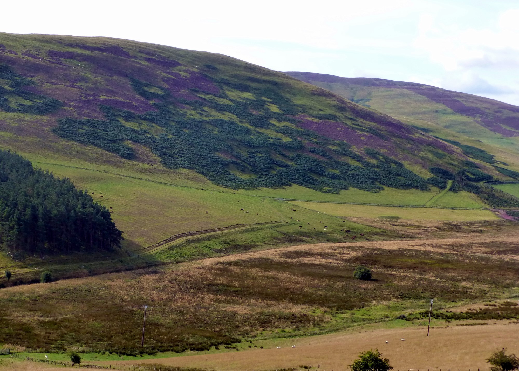 The Borders - Blooming heather in the Tweed Valley