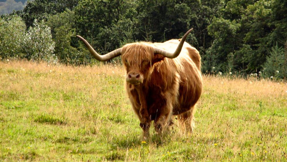 A lone Hiehland Coo somewhere north of St Augustus.