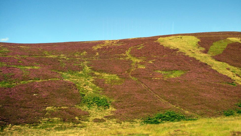 In case I have not mentioned it, late August is one of the two times a year that heather blooms. This is an excellent example of why I chose Alex's second (late August) tour.