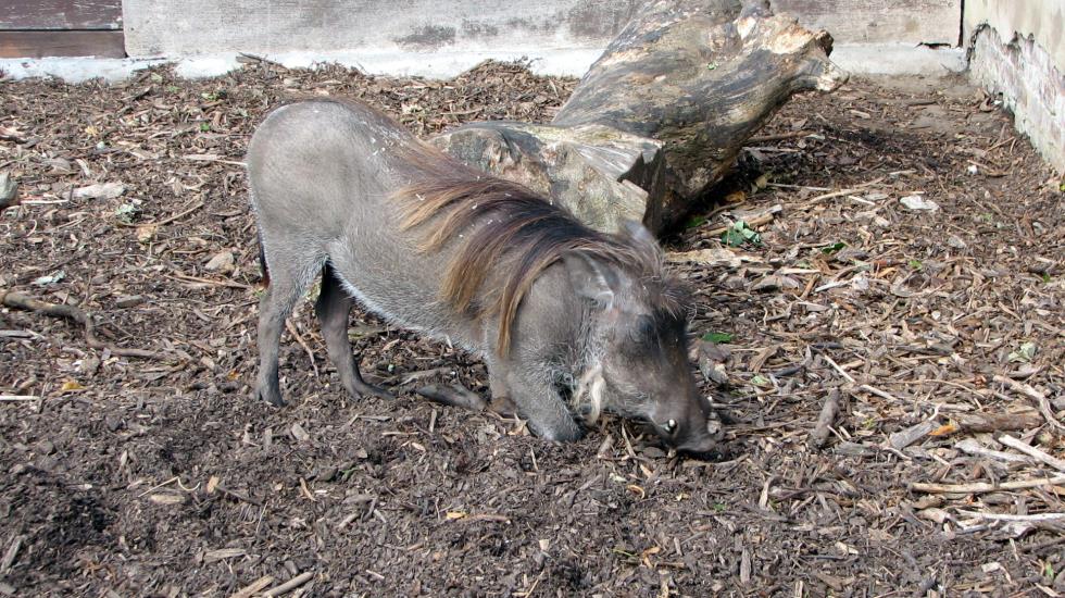 Old man Warthog