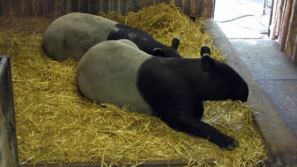 The Malayan Tapir is an endangered species with only about 1000 left in the wild.