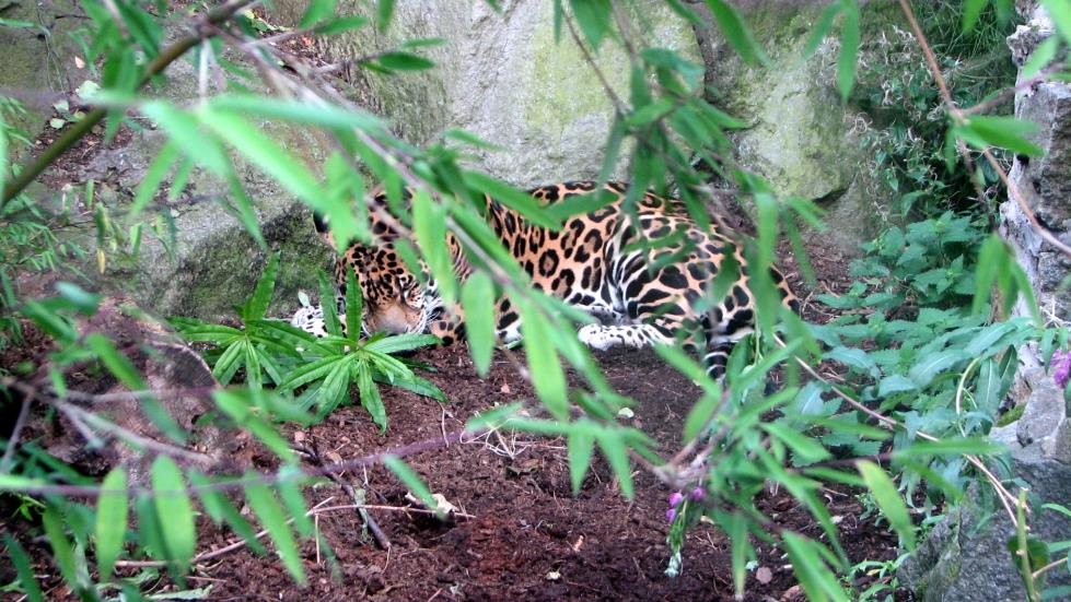 A Leopard hides at the back of its enclosure.