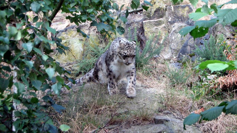 A Snow Leopard wanders forth.