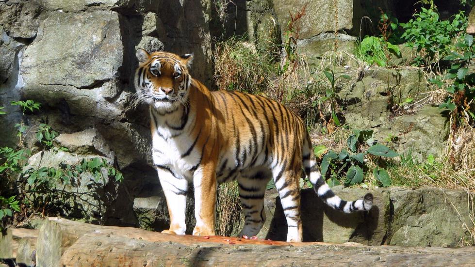 A Bengal Tiger regally looks over its domain.