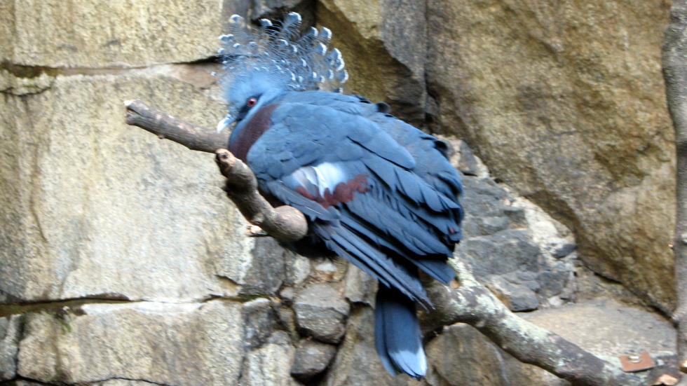 A beautiful Blue Crowned Pigeon.