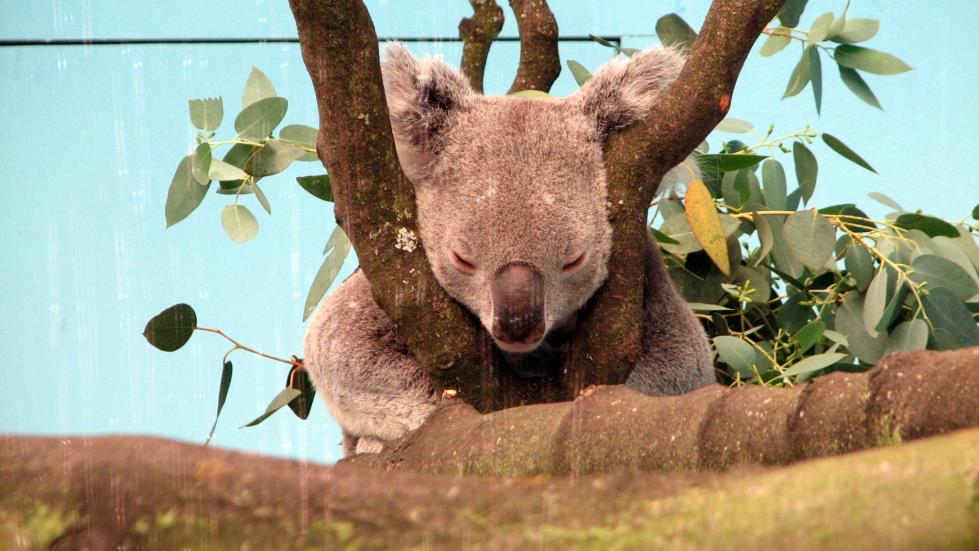 Mr Koala knaps among the eucalyptus leaves.