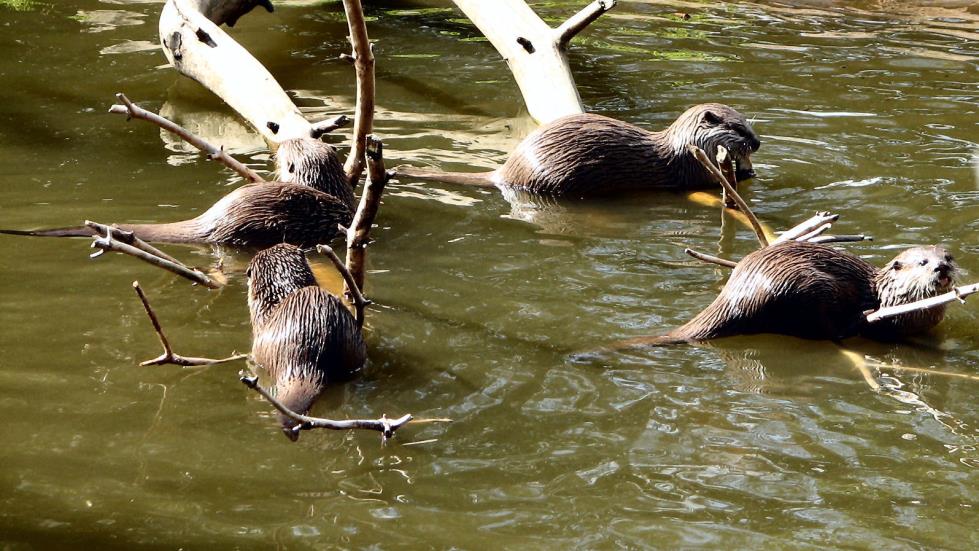 Asian Small-Clawed Otters frolic in the water.