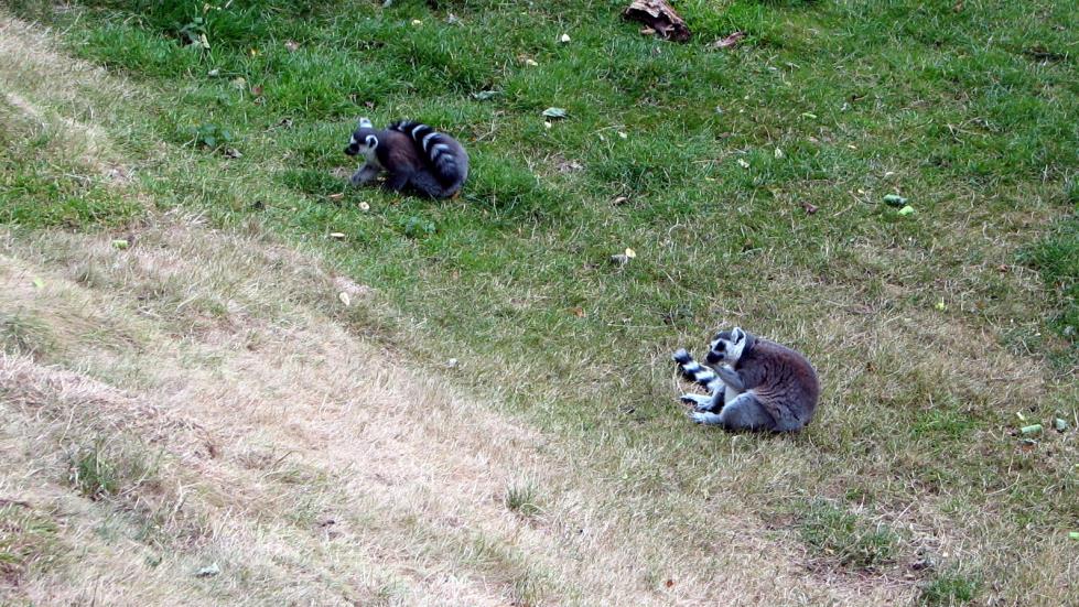 Ring-Tailed Lemurs