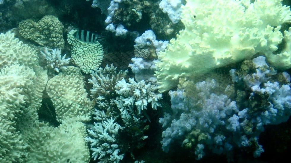 As I took this photo of the Great Barrier Reef, I reflected on the fact that, larger than the Great Wall of China, it is the only living entity visible from space! Unfortunately, along with other coral reefs, it is under attack from humans.