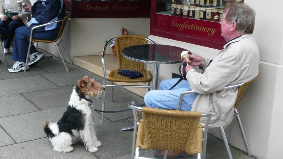 In the town of Melrose, this terrier waited patiently for his master to give him his lick.