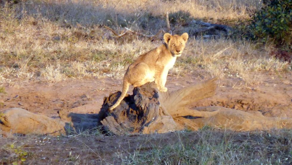 While on safari, we came upon a pride of lionesses and their cubs. I caught this one perching on a tree stump as it played in the evening sun.