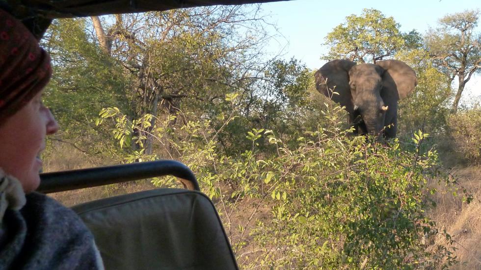 This bull elephant flapped its ears, probably to fan itself. A few minutes later, it strolled on its way.