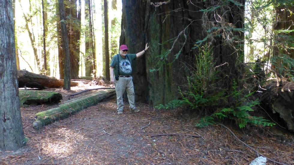 We stopped at this giant redwood stand along the side of Hwy 1. Standing beside this tree took me back to the yew tree in Long Ashton, England.