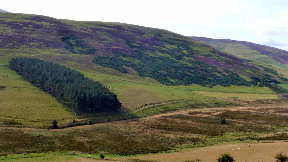 Blooming heather lying on the hillside across the Tweed Valley.