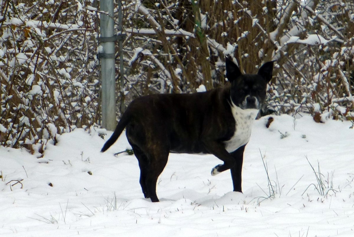 Sally in the snow at Casa de Flew