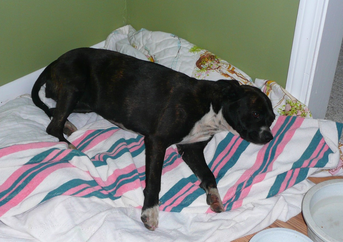 Sally in her kitchen bed