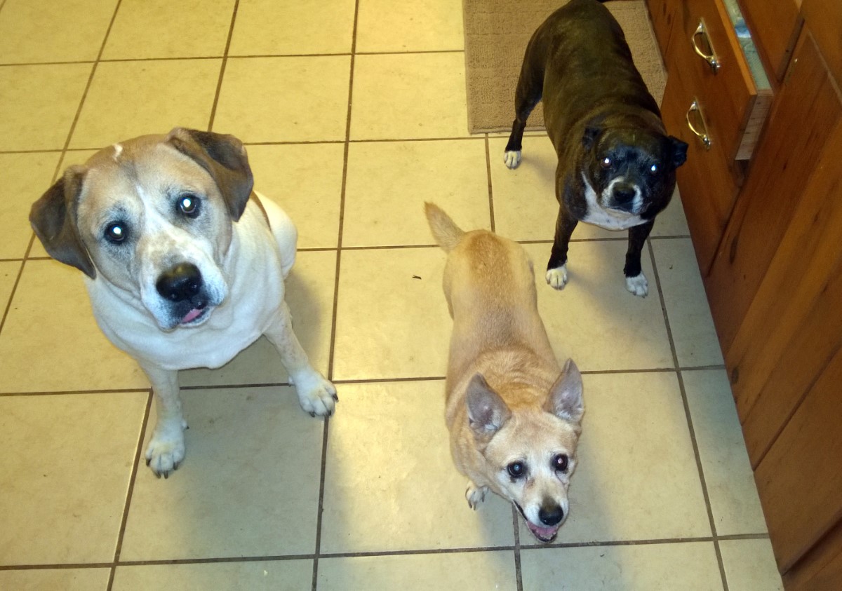 Los tres amigos - Treat time