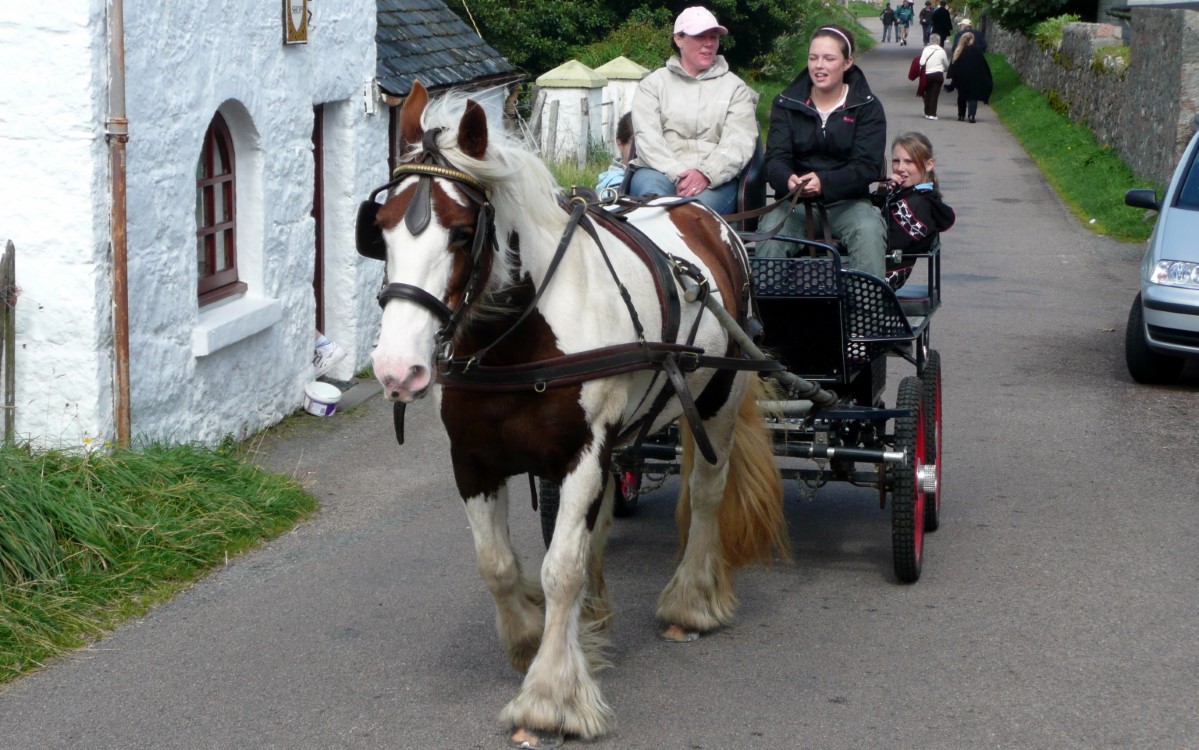 A Shire horse pulling a local cab