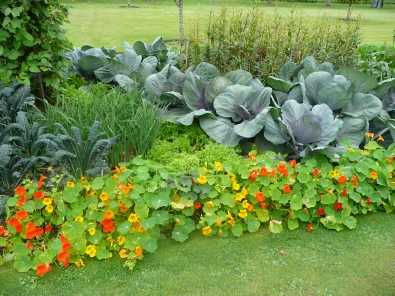 They often include veges with the flowers, here some cabbages