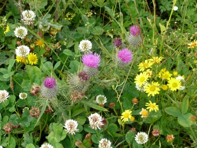 Thistle among the clover and wildflowers.