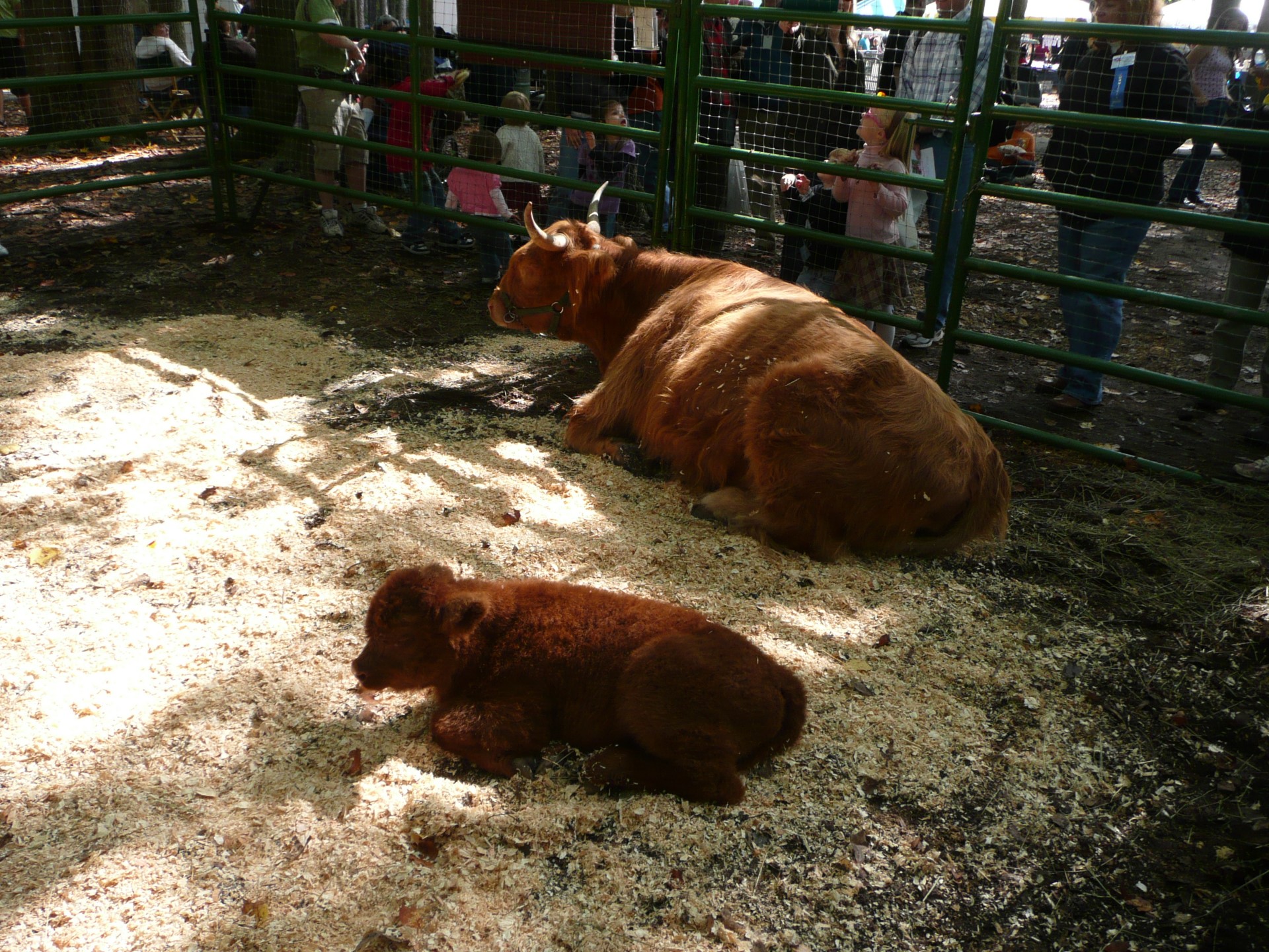 Baby Georgia and Mother from the M3 Ranch