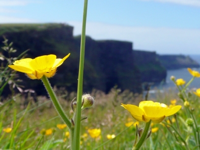 With the Cliffs of Moher in the background