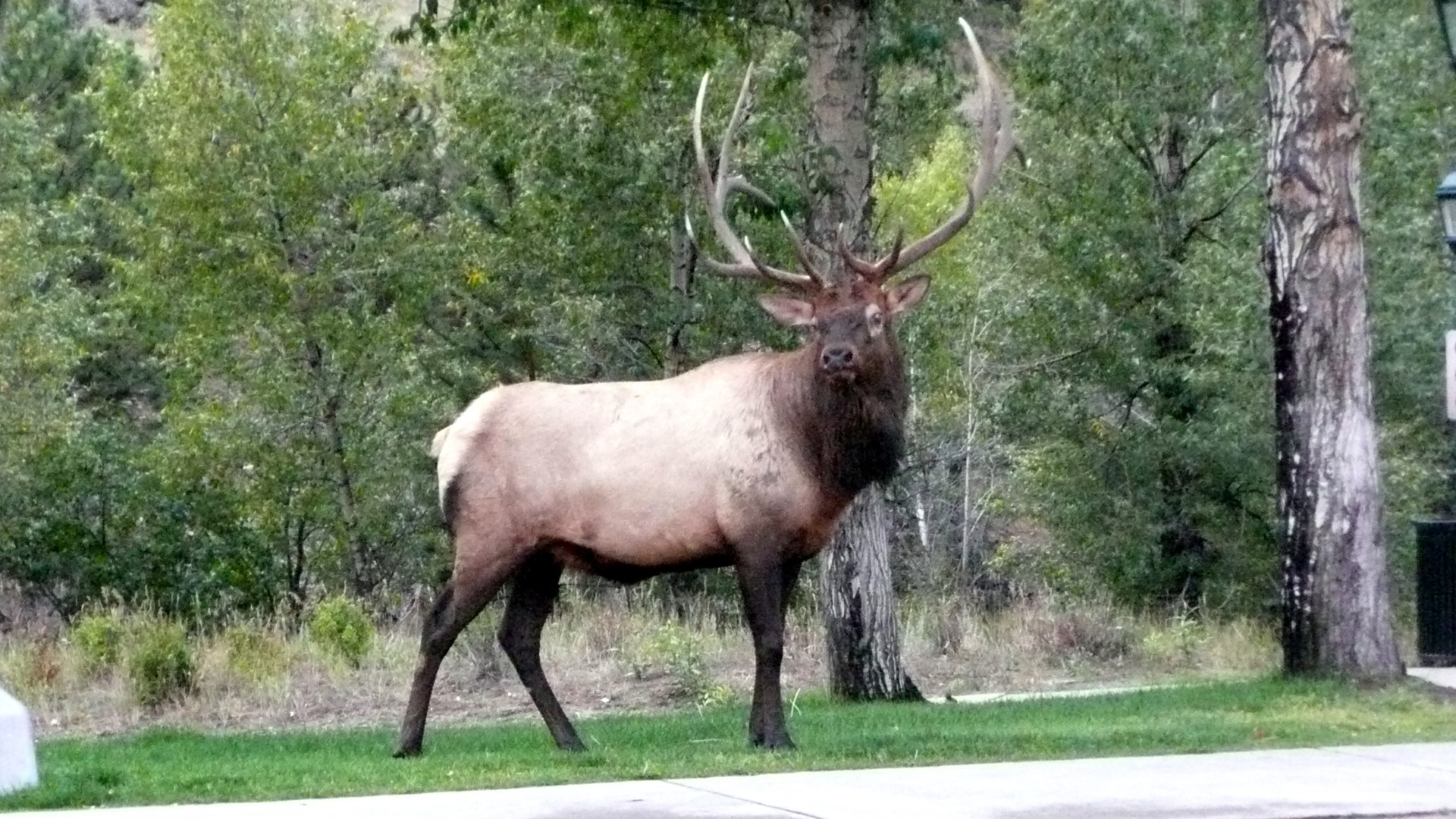 We encountered this bull Elk on the way back from breakfast.