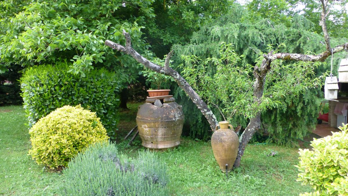 Two amphora with olive tree