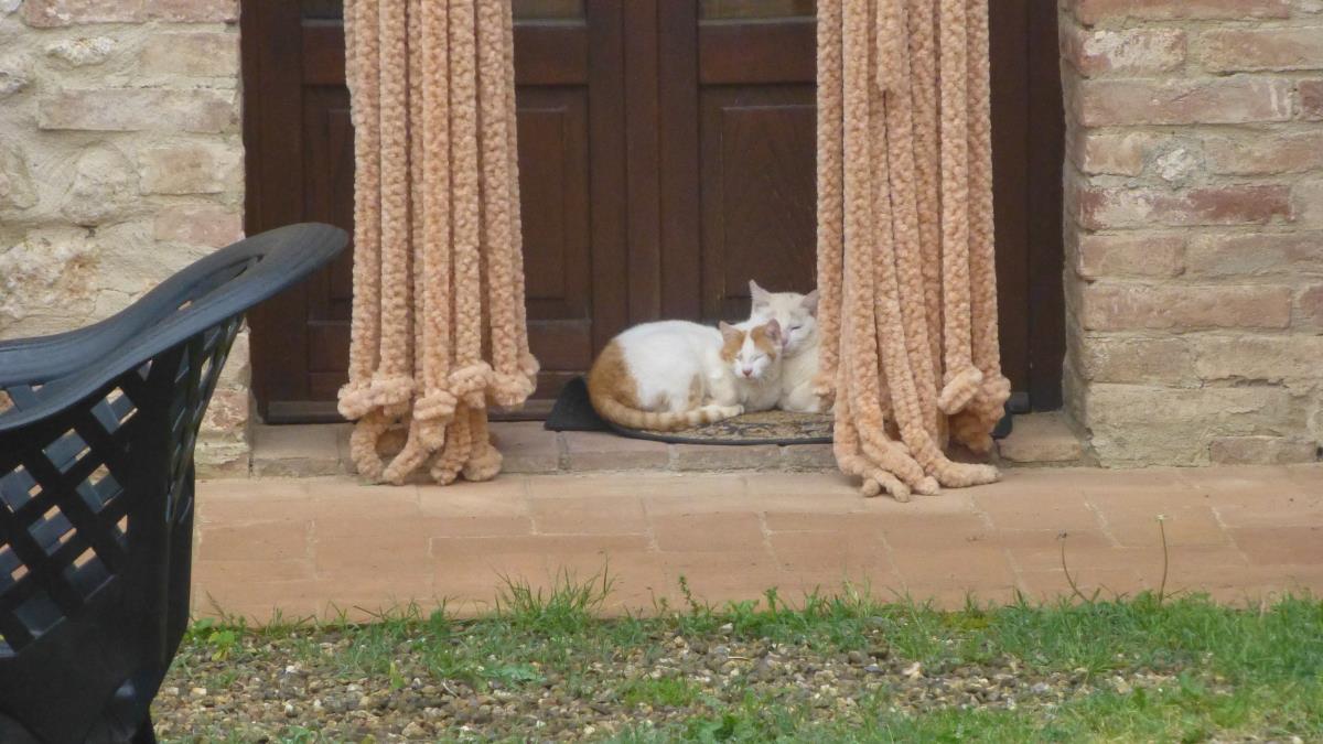 I caught the two house cats sleeping in the doorway the next morning