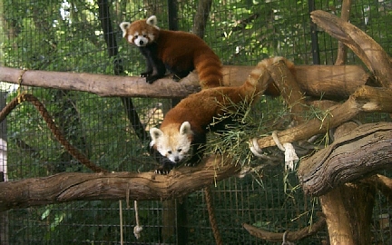 Knoxville is Known for its Red Pandas